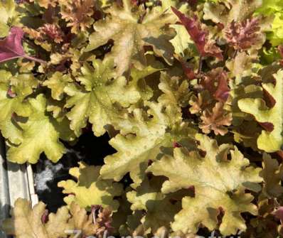 Heuchera Marmalade