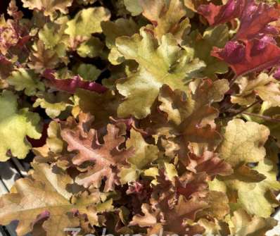 Heuchera Marmalade