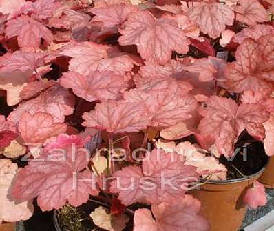 Heuchera Georgia Peach