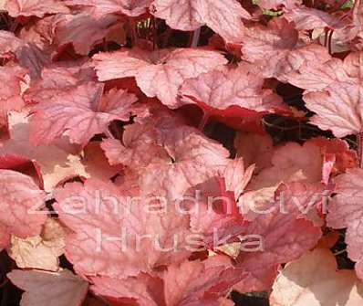 Heuchera Georgia Peach