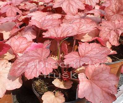 Heuchera Georgia Peach