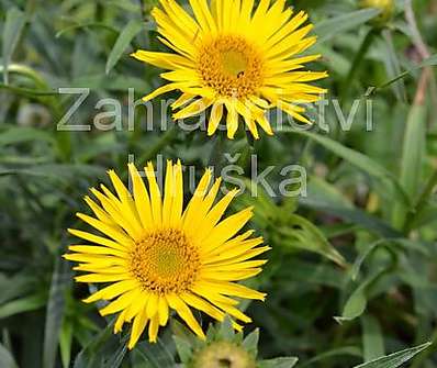 Inula ensifolia