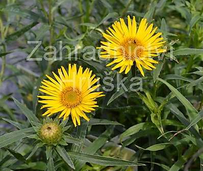 Inula ensifolia