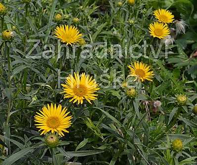 Inula ensifolia