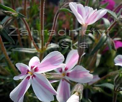 Phlox subulata Kimono Pink White