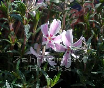 Phlox subulata Kimono Pink White