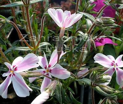 Phlox subulata Kimono Pink White