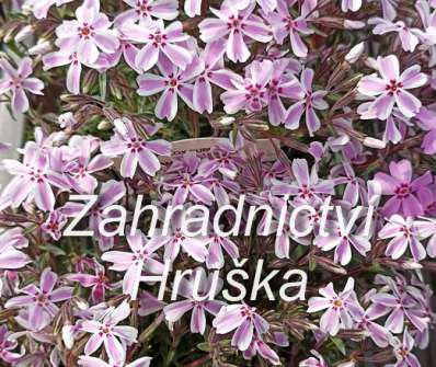 Phlox subulata Kimono Pink White