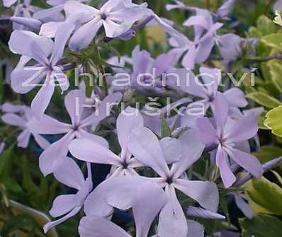 Phlox divaricata