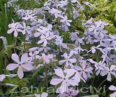 Phlox divaricata