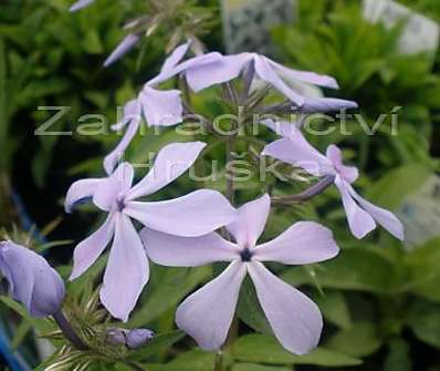 Phlox divaricata
