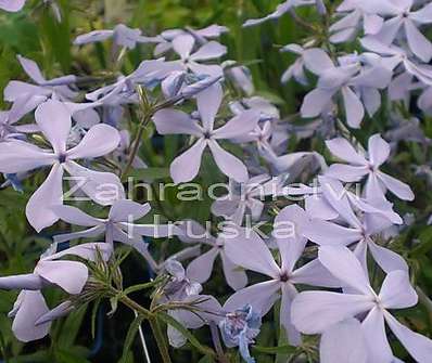 Phlox divaricata