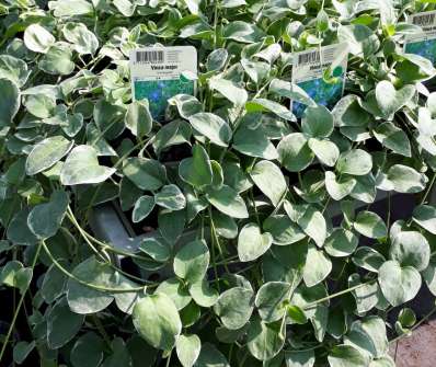 Vinca major Variegata