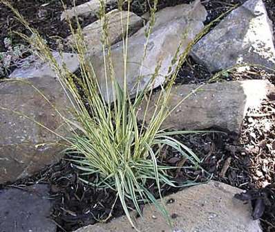 bezkolenec - Molinia caeruela 'Variegata'