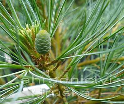 Borovice - Pinus strobus 'Blue Shag'.