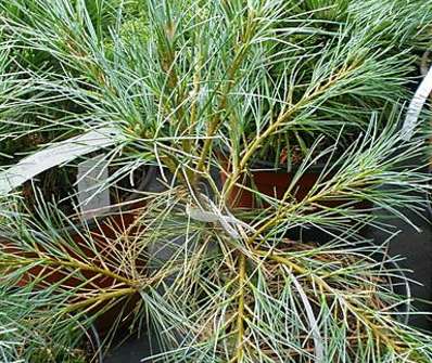 Borovice - Pinus strobus 'Blue Shag'.