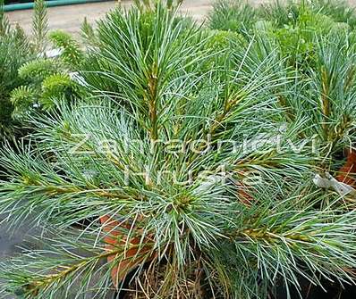 Borovice - Pinus strobus 'Blue Shag'