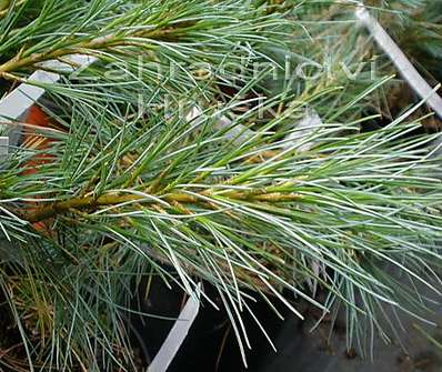 Borovice - Pinus strobus 'Blue Shag'