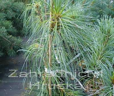 Borovice - Pinus strobus 'Pendula'