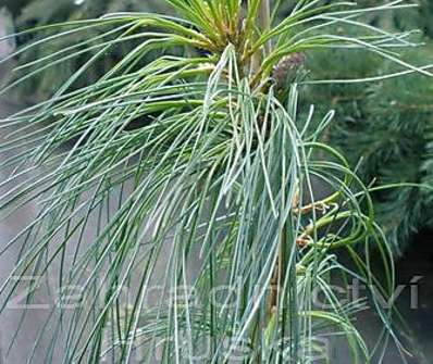 Borovice - Pinus strobus 'Pendula'