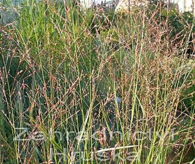 proso - Panicum virgatum 'Shenandonah'