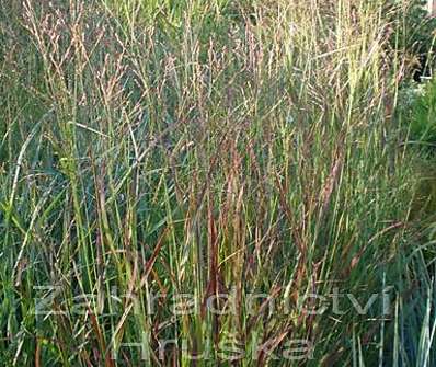 proso - Panicum virgatum 'Shenandonah'