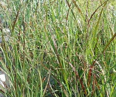 proso - Panicum virgatum 'Shenandonah'