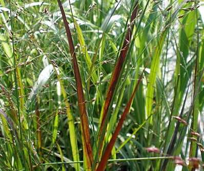 proso - Panicum virgatum 'Shenandonah'