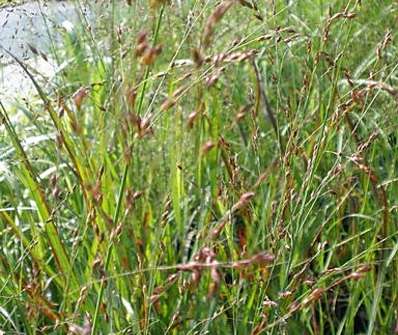 proso - Panicum virgatum 'Shenandonah'