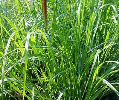 dochan - Pennisetum alopecuroides 'Magic'