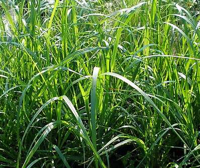 dochan - Pennisetum alopecuroides 'Magic'