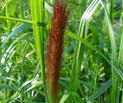 dochan - Pennisetum alopecuroides 'Magic'