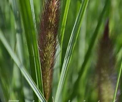 dochan - Pennisetum japonicum