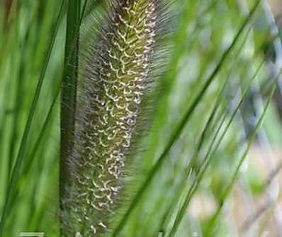 dochan - Pennisetum japonicum