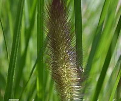 dochan - Pennisetum japonicum