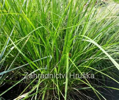dochan - Pennisetum japonicum