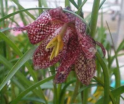 Fritillaria meleagris