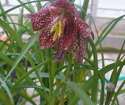 Fritillaria meleagris
