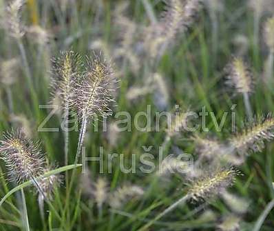 dochan - Pennisetum alopecuroides 'Litle Bunny'