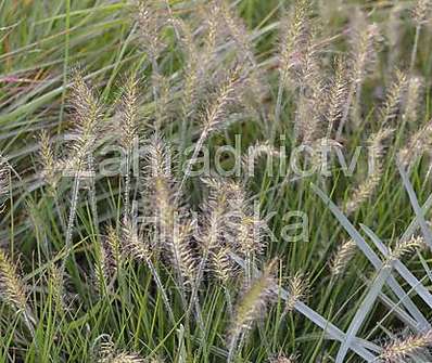 dochan - Pennisetum alopecuroides 'Litle Bunny'