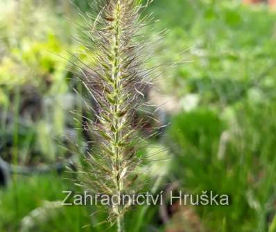 dochan - Pennisetum alopecuroides 'Litle Bunny'