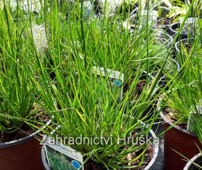 dochan - Pennisetum alopecuroides 'Litle Bunny'