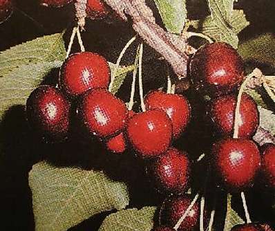 Třešeň Stella - samosprašná třešeň