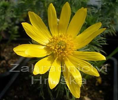 Adonis vernalis