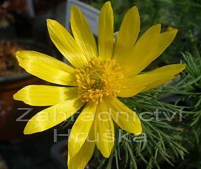 Adonis vernalis