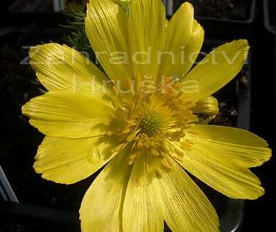 Adonis vernalis