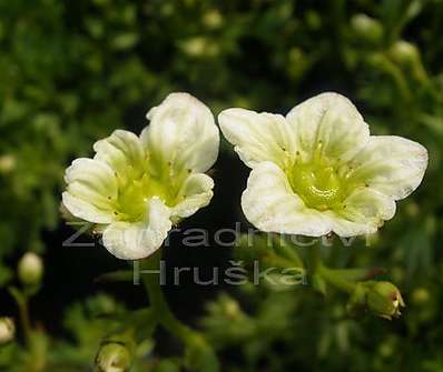 Saxifraga.