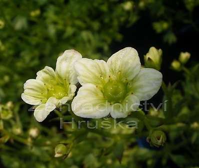 Saxifraga.