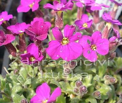 Aubrieta cultorum