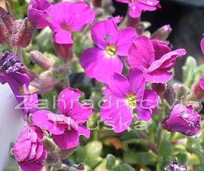 Aubrieta cultorum